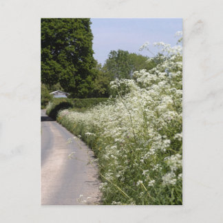 Carte Postale Haie de bord de route Herefordshire