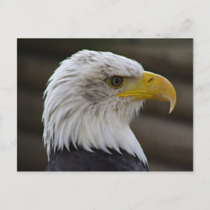 Carte Postale Haliaeetus leucocephalus