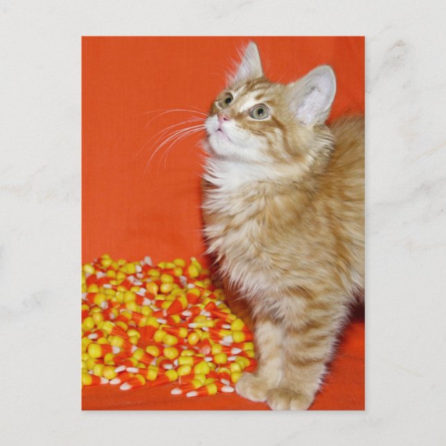 Carte Postale Halloween (Devant)