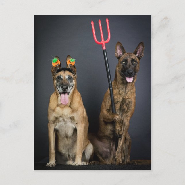 Carte Postale Halloween dogs (Devant)