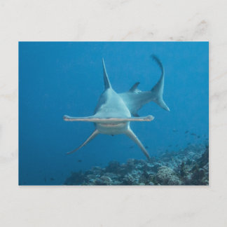 Carte postale, hammerhead shark ハンマーヘッド postcard