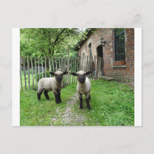 Carte postale Hampshire Down agneaux (Devant)