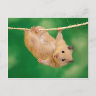 Carte Postale hampster idiot