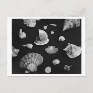 CARTE POSTALE Hamptons 'Seashells'