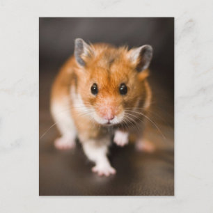 Carte Postale Hamster