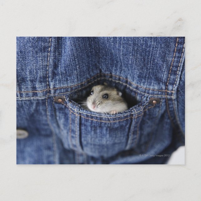 Carte Postale Hamster dans la poche (Devant)