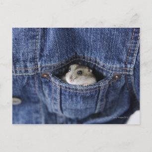 Carte Postale Hamster dans la poche
