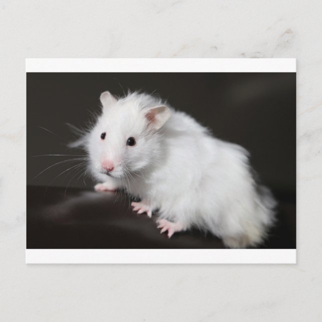 Carte Postale Hamster de l'ours en peluche (Devant)