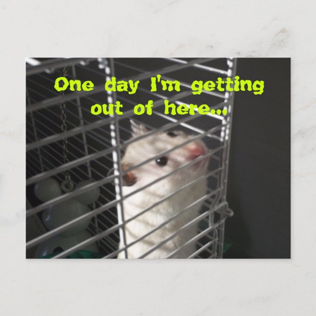 Carte postale Hamster Escape (Devant)