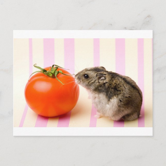 Carte Postale Hamster et tomate (Devant)