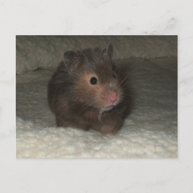 Carte Postale Hamster postcard (Devant)