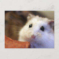 Hamster postcard