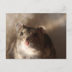 Carte Postale Hamster postcard