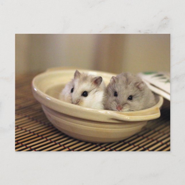 Carte postale Hamsters (Devant)