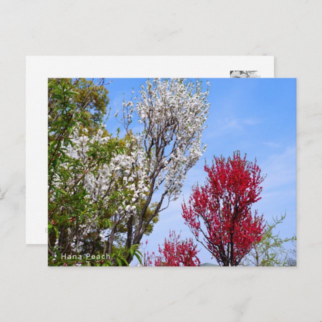 Carte Postale Hana Peach (Devant / Derrière)