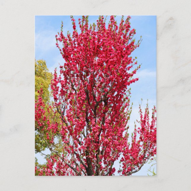 Carte Postale Hana Peach (Devant)