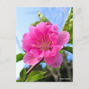 Carte Postale Hana Peach [Carte postale]