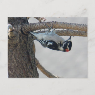 Carte Postale Hangin Out par Leslie Peppers