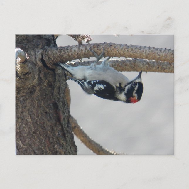 Carte Postale Hangin Out par Leslie Peppers (Devant)