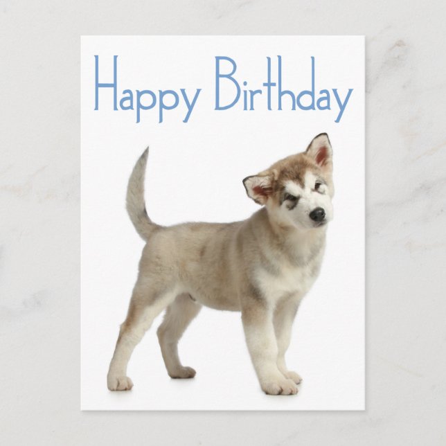 Carte Postale Happy Birthday Alaskan Malamute Puppy Dog (Devant)