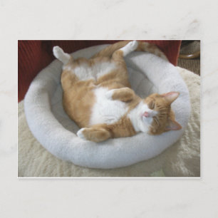 Carte Postale Happy Cat