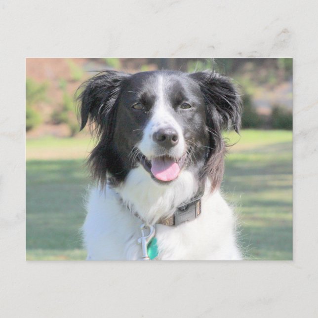 Carte Postale Happy Chien Noir Et Blanc Closeup (Devant)