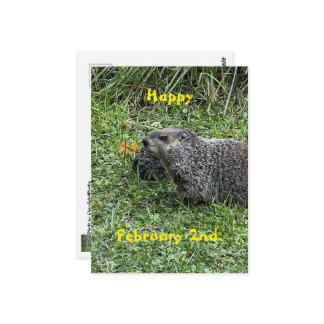 Carte Postale Happy February 2nd Custom Groundhog Postcards