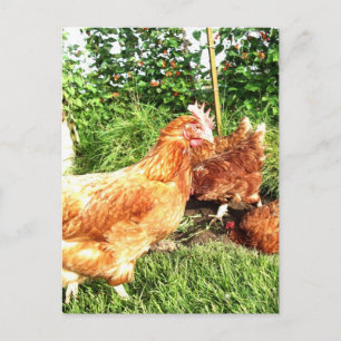 Carte Postale Happy Free range ex-poulets batterie