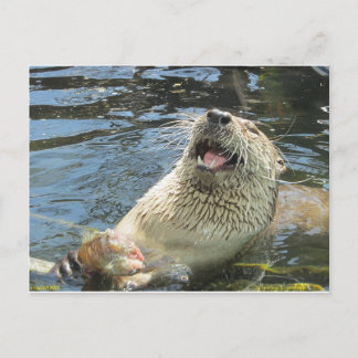 Carte Postale Happy Otter