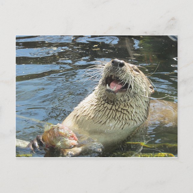Carte Postale Happy Otter (Devant)