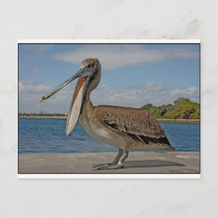 Carte Postale Happy Pelican