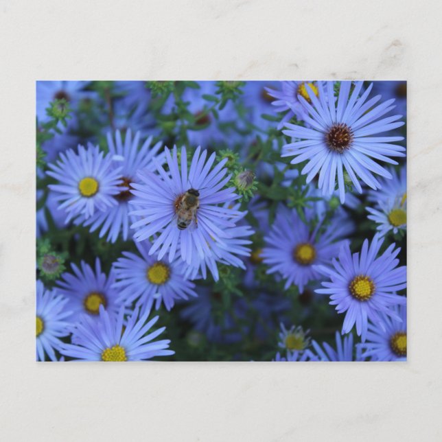 Carte Postale Hardy Blue Aster # 2 (Devant)