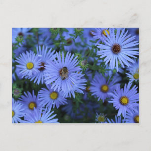 Carte Postale Hardy Blue Aster # 5