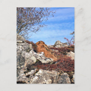 CARTE POSTALE HARE