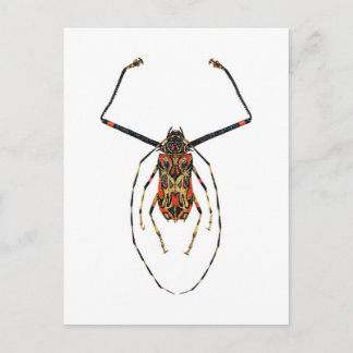 Carte Postale Harlequin Beetle