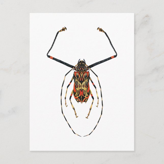 Carte Postale Harlequin Beetle (Devant)