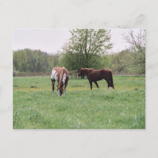 Carte postale Harley & Lady