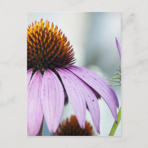 Carte Postale Harmonie florale