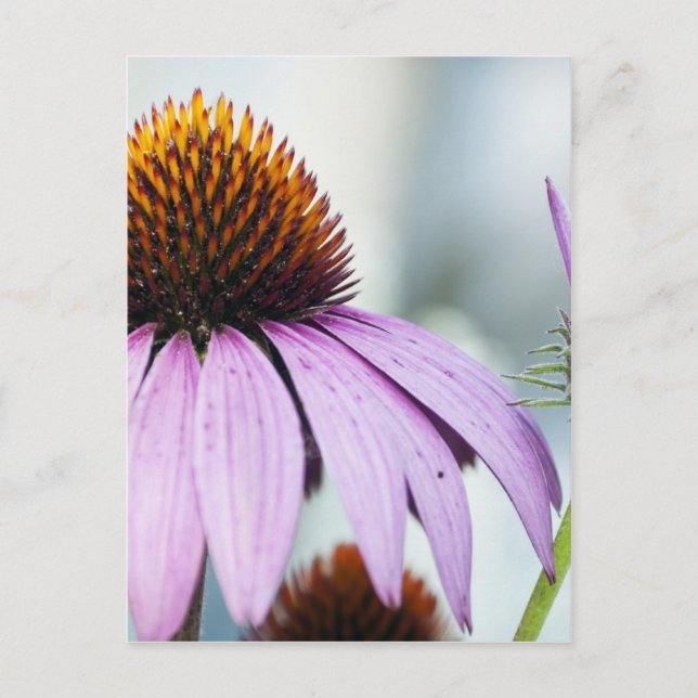 Carte Postale Harmonie florale (Devant)