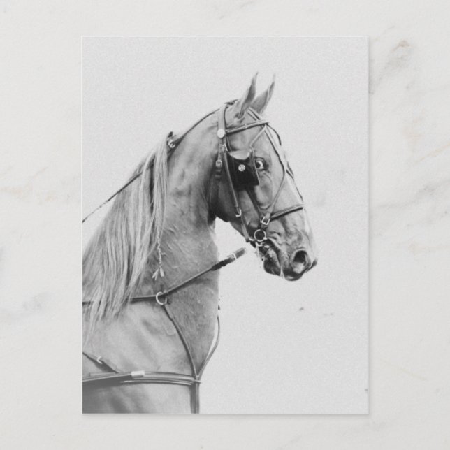 Carte Postale Harnais fin saddlebred (Devant)
