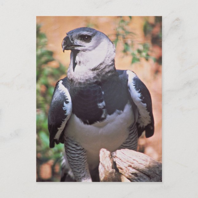 Carte Postale Harpey Eagle (Devant)