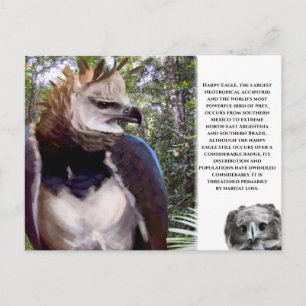 Carte postale "Harpy Eagle"