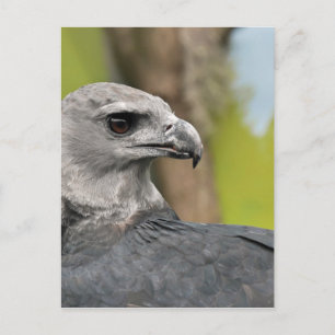 Carte Postale Harpy Eagle 1.JPG