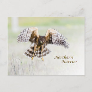 Carte Postale Harrier du Nord