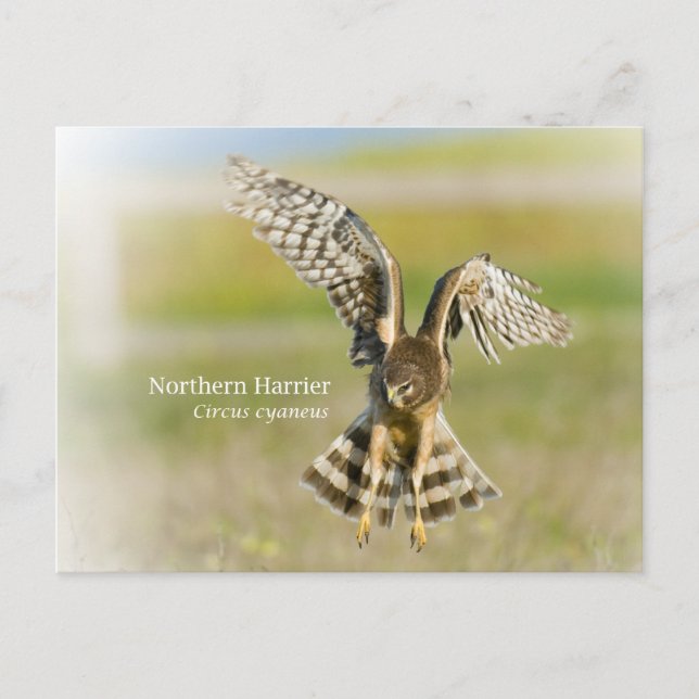 Carte Postale Harrier du Nord (Devant)