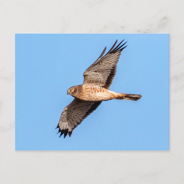 Carte Postale Harrier du Nord en vol (Devant)