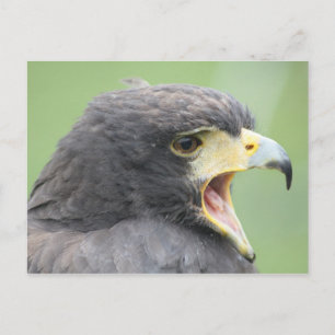 Carte Postale Harris Hawk