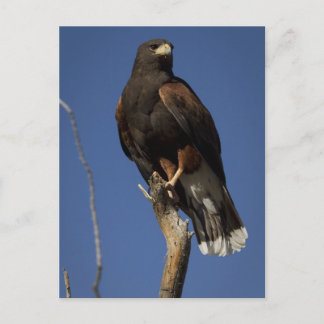 Carte Postale Harris Hawk 1