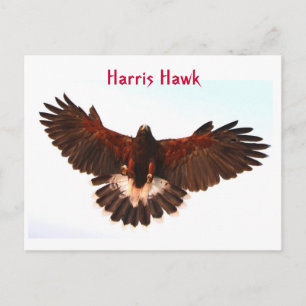 Carte postale Harris Hawk Flying