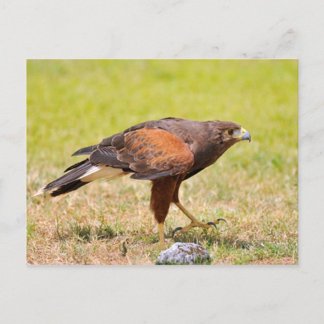 Carte Postale Harris Hawk marchant sur l'herbe (Devant)